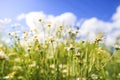 Camomile flowers on green summer meadow in bright sunny day. Meadow flowers background. Summer nature of green meadow and blue sk Royalty Free Stock Photo