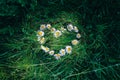 Camomile flowers are lying on the grass in the form of heart. Green photo summer concept. Nature love idea