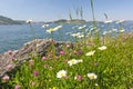 Camomile flowers near a lake Royalty Free Stock Photo