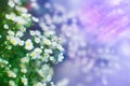 Camomile flowers, shallow depth of field shot