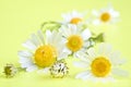 Camomile flowers on summer background Royalty Free Stock Photo