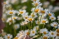 Camomile Flowers Tea Summer White Yellow Field