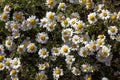 Camomile forest background wallpapers high quality prints canon 5DS