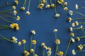 Camomile frame on a blue wooden background Royalty Free Stock Photo