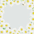 Camomile frame hand-drawn with light-grey background in the center. Watercolor floral illustration of delicate flowers