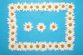 Camomile frame with space for text, floral herbal postcard Royalty Free Stock Photo