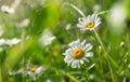 Camomile on the green grass background. Royalty Free Stock Photo