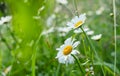 Camomile on the green grass background. Royalty Free Stock Photo