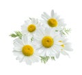 Camomile group isolated on white Royalty Free Stock Photo