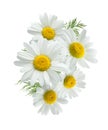 Camomile group 2 isolated on white Royalty Free Stock Photo