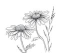 Camomile hand drawn flowers