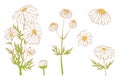 Camomile hand drawn vector set