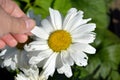 Camomile in the hands. The girl tears off a petal and guesses at love. Autumn flower of love and desire. Flowering shrubs in the Royalty Free Stock Photo