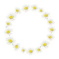 Camomile heads wreath hand-drawn on white background. Tender watercolor floral illustration of delicate flowers isolated