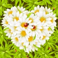 Camomile Heart, ladybugs and seamless background Royalty Free Stock Photo
