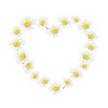 Camomile heart-shaped frame hand-drawn on white background. Tender watercolor floral illustration of delicate flower