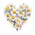 Camomile heart shaped frame hand drawn on white background. Tender watercolor floral illustration of delicate flower