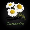 Camomile illustration vector