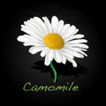 Camomile illustration vector