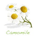 Camomile illustration vector