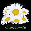 Camomile illustration vector