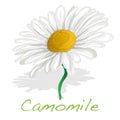 Camomile illustration vector