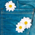 Camomile in jeans pocket Royalty Free Stock Photo