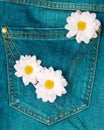 Camomile in jeans pocket Royalty Free Stock Photo