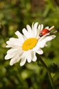 Camomile with a ladybird