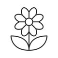 Camomile linear icon