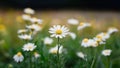 Camomile meadow abstract blurred background, shallow focus toned photo Royalty Free Stock Photo