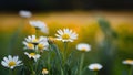 Camomile meadow abstract blurred background, shallow focus toned photo Royalty Free Stock Photo