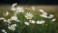 Camomile meadow abstract blurred background, shallow focus toned photo Royalty Free Stock Photo