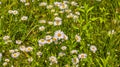 Camomile meadow background