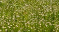 Camomile meadow background Royalty Free Stock Photo