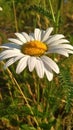 Camomile in the meadow in the green grass Royalty Free Stock Photo