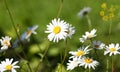 Camomile on the meadow grows on a green summer background Royalty Free Stock Photo