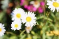 Camomile on the meadow grows on a green summer background Royalty Free Stock Photo