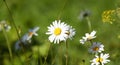 Camomile on the meadow grows on a green summer background Royalty Free Stock Photo