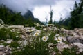 Camomile near Keda, Georgia Royalty Free Stock Photo