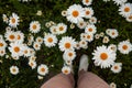 Camomile or ox-eye daisy meadow top view background