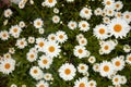Camomile or ox-eye daisy meadow top view background Royalty Free Stock Photo