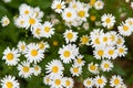 Camomile or ox-eye daisy meadow top view background Royalty Free Stock Photo