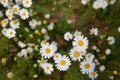 Camomile or ox-eye daisy meadow top view background Royalty Free Stock Photo