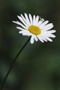 Camomile, ox-eye daisy white flower