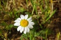 Camomile Royalty Free Stock Photo