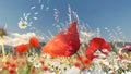 Red poppy flower in wild green field blue sky white clouds sun beam on horizon Olympus Mountain Greece nature background Royalty Free Stock Photo