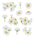 Camomile set. Beautiful botanical collections of medical healthy beautiful flowers decent vector realistic pictures