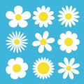 Camomile set. White daisy chamomile icon. Cute round flower plant collection. Love card symbol. Growing concept. Flat design. Blue Royalty Free Stock Photo