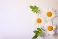 Camomile small group set isolated on white background Royalty Free Stock Photo